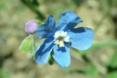 Hackelia velutina