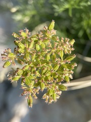 Musineon tenuifolium