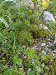 Ranunculus breyninus