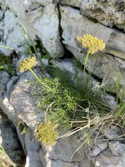 Musineon tenuifolium