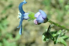 Hackelia velutina