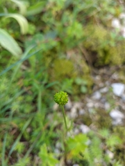Ranunculus breyninus