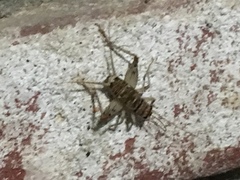 Gryllodes sigillatus