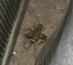 Gryllodes sigillatus