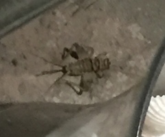 Gryllodes sigillatus