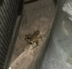 Gryllodes sigillatus