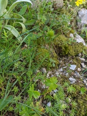 Ranunculus breyninus