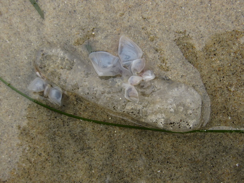 photo of Buoy Barnacle (Dosima fascicularis)