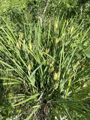 Iris missouriensis