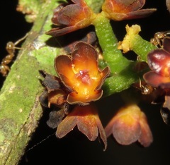 Cheiloclinium cognatum