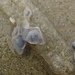 photo of (Pyrosoma atlanticum)