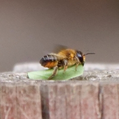 Megachilidae