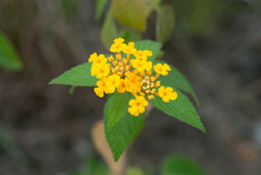 Lantana bahamensis