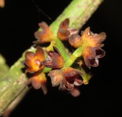 Cheiloclinium cognatum