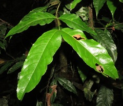 Cheiloclinium cognatum