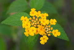 Lantana bahamensis