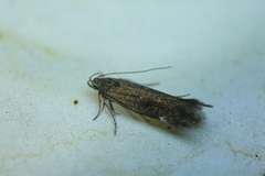 Aproaerema anthyllidella