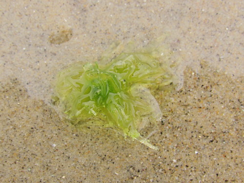 photo of Sea Lettuces (Ulva)