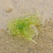 photo of Sea Lettuces (Ulva)