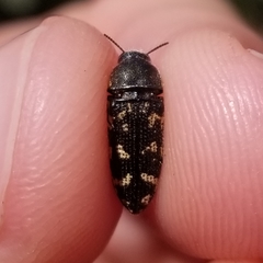 Acmaeodera obtusa