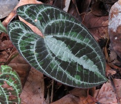 Dioscorea dodecaneura