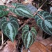 Variegated Monkey Ball Vine - Photo (c) Rich Hoyer, some rights reserved (CC BY-NC-SA), uploaded by Rich Hoyer