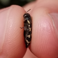 Acmaeodera obtusa