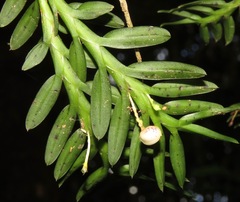 Dichaea mattogrossensis