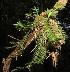 Dichaea mattogrossensis