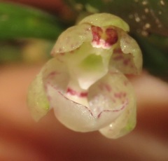 Dichaea mattogrossensis