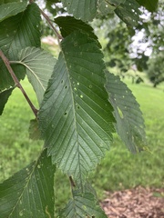Ulmus americana
