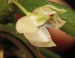 Dichaea mattogrossensis