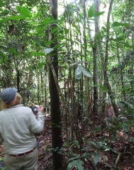 Chamaedorea pinnatifrons