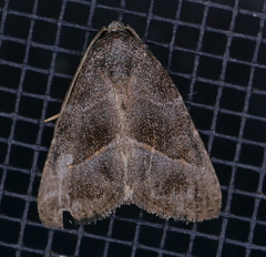Ogdoconta altura