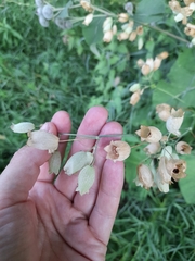 Silene vulgaris