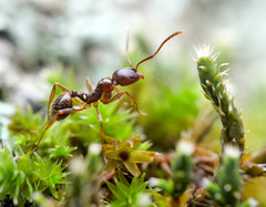Aphaenogaster subterranea