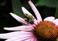 Melissodes desponsus