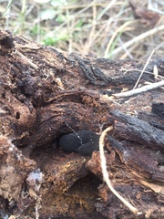 Peripatopsis capensis