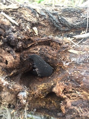 Peripatopsis capensis