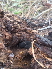 Peripatopsis capensis