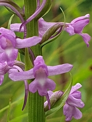 Gymnadenia densiflora
