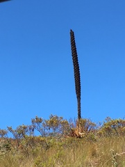 Puya hamata