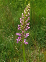 Gymnadenia densiflora