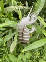 Buteo lineatus lineatus