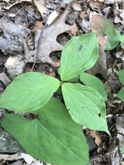 Trillium grandiflorum