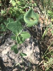 Lonicera arizonica
