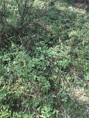 Lonicera arizonica
