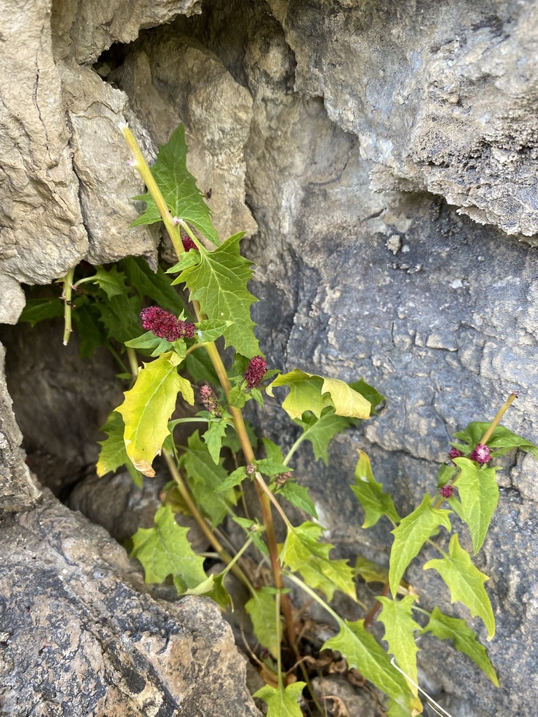 Beetberry from Pennington, South Dakota, United States on July 7, 2021 ...