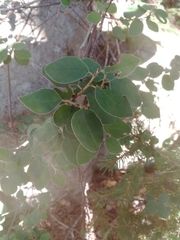 Cotoneaster scandinavicus