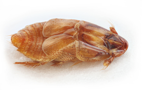 Beaver Beetle
